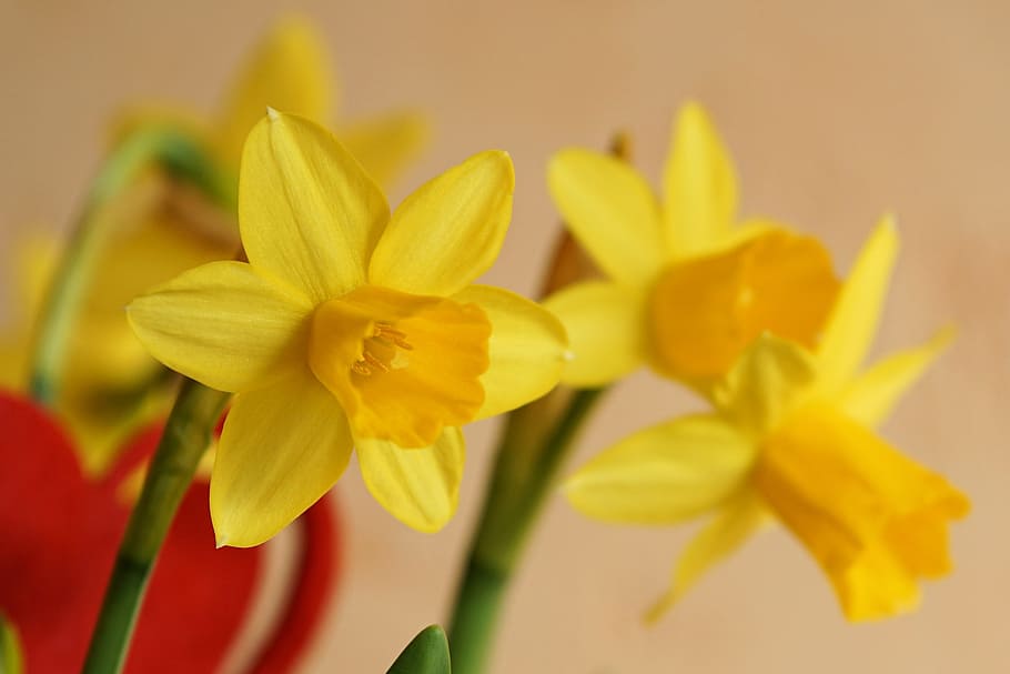 flower, blossom, bloom, daffodil, narcissus, spring, flowering plant HD wallpaper
