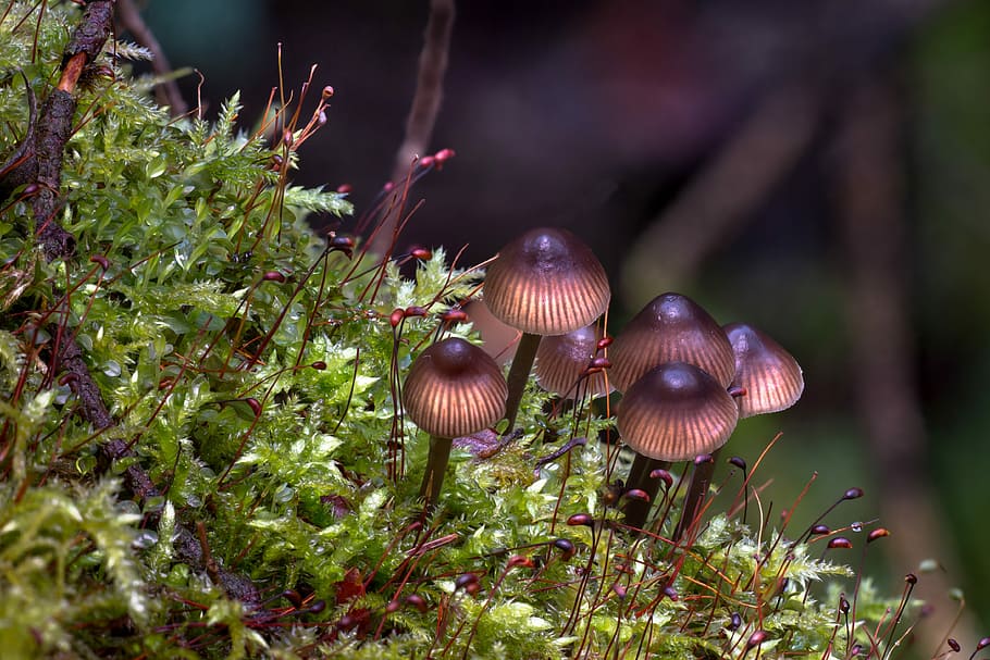 bunch of mushrooms surrounded by green grass, moss, forest HD wallpaper