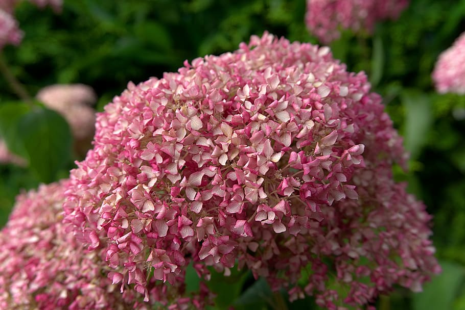 hydrangea, blossom, bloom, flower, pink, garden, nature, summer HD wallpaper