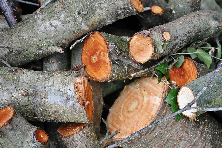 Wood, Tree, Cut, Tribe, Log, like, nature, bark, heat, winter HD wallpaper