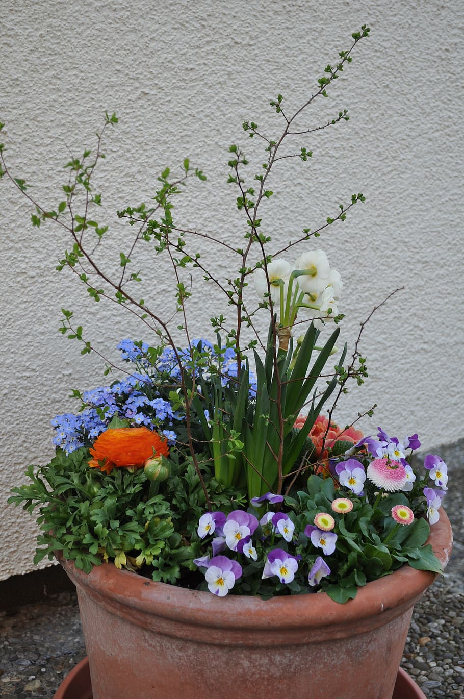 spring greetings, planted cup, spring flowers, flowering plant HD wallpaper