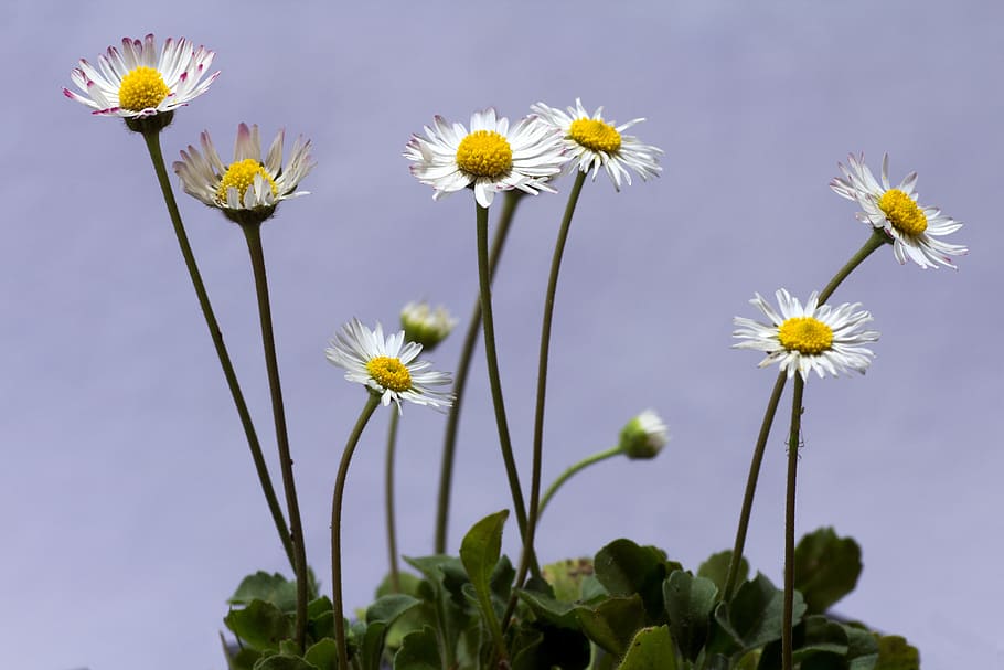 flower, daisy, macro, white, meadow, spring, flowering plant HD wallpaper