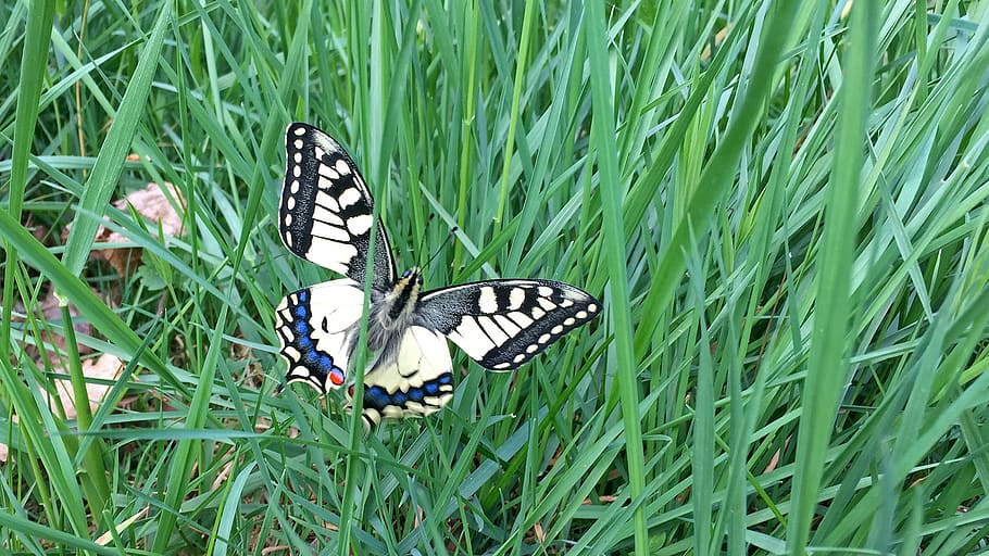 Butterfly, Meadow, green, animals in the wild, animal themes HD wallpaper