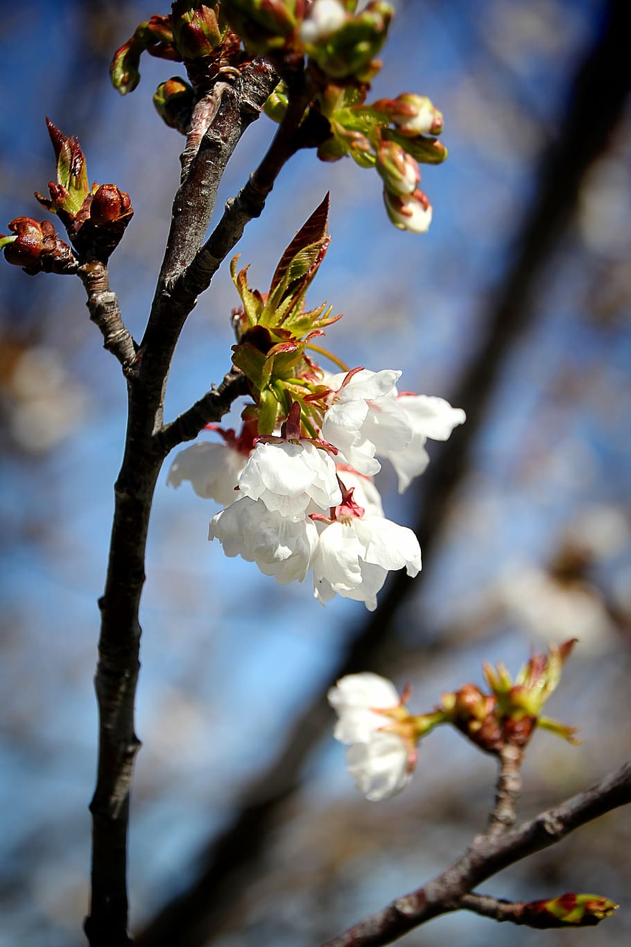 cherry, blossom, bloom, spring, cherry blossom, macro, branch HD wallpaper