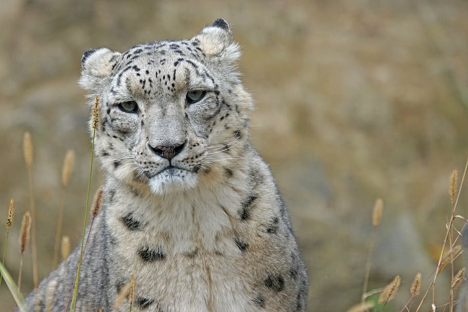closeup photo of cheetah, snow leopard, irbis, big cat, predator HD wallpaper