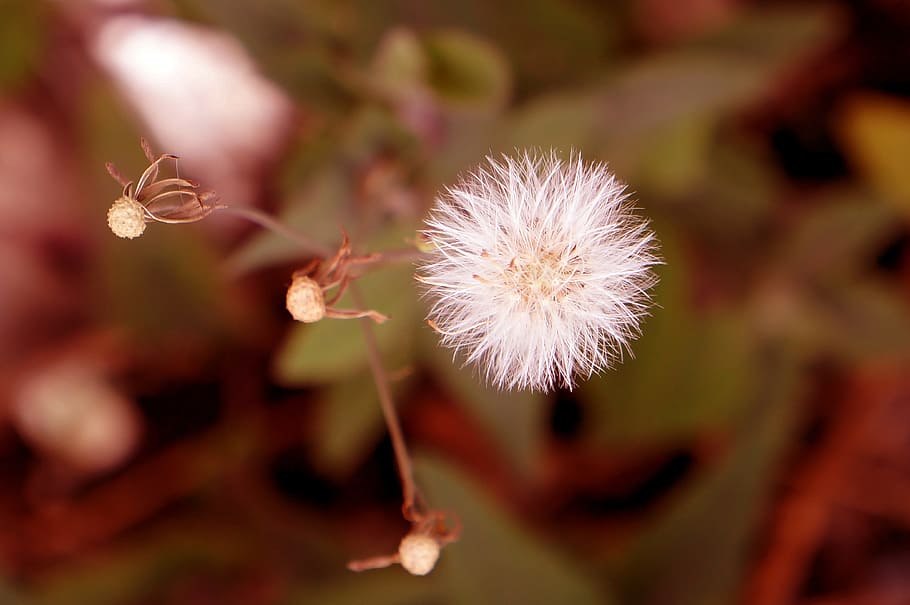 emotion, wildflowers, page, flowering plant, freshness, close-up HD wallpaper