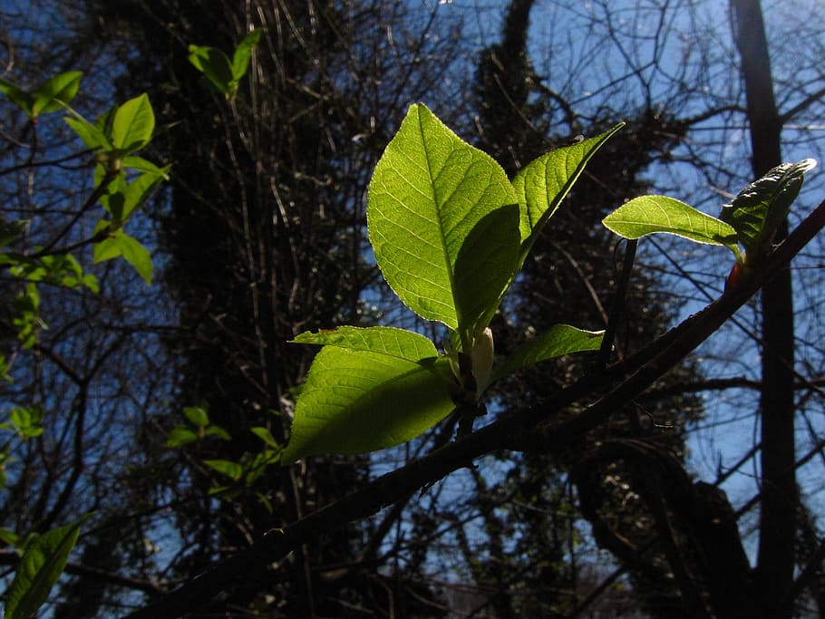 spring, wood, foliage, leaf, plant part, tree, growth, nature HD wallpaper