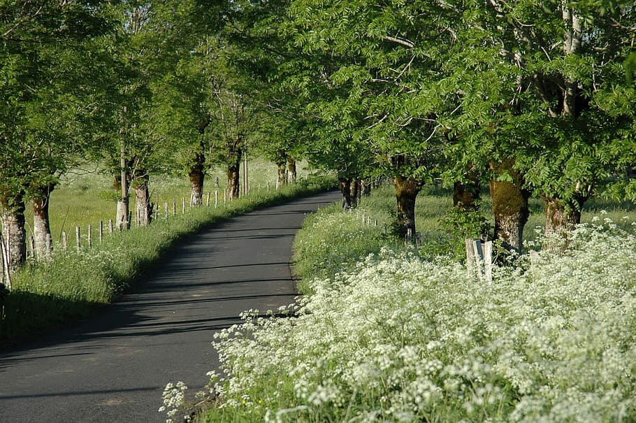 Landscape, Spring, Nature, Tree, White, path, grass, green HD wallpaper