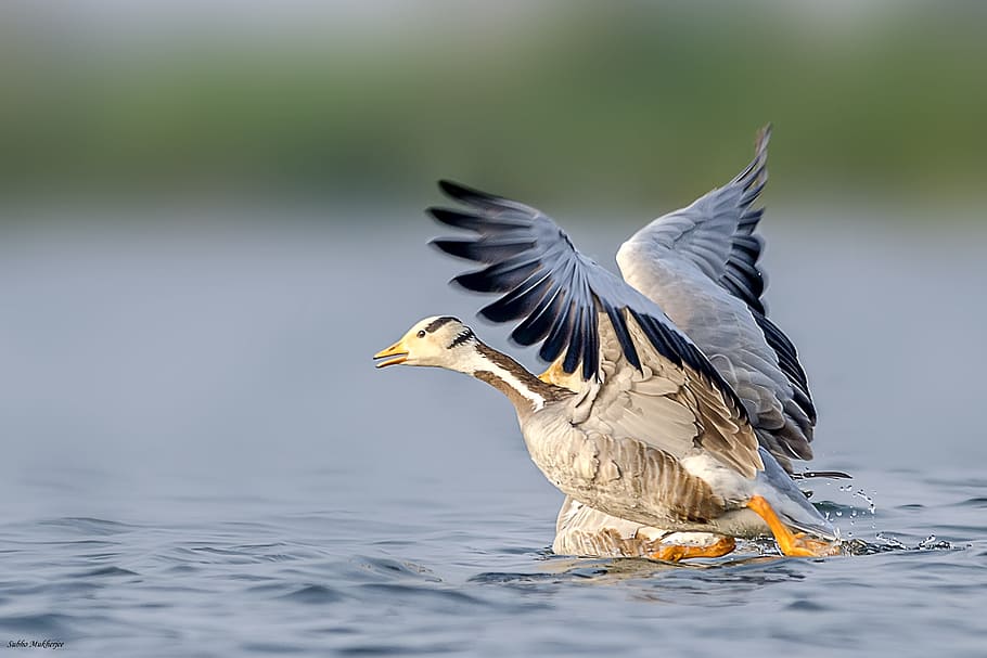 wildlife, bar, headed, goose, animal wildlife, animal themes HD wallpaper