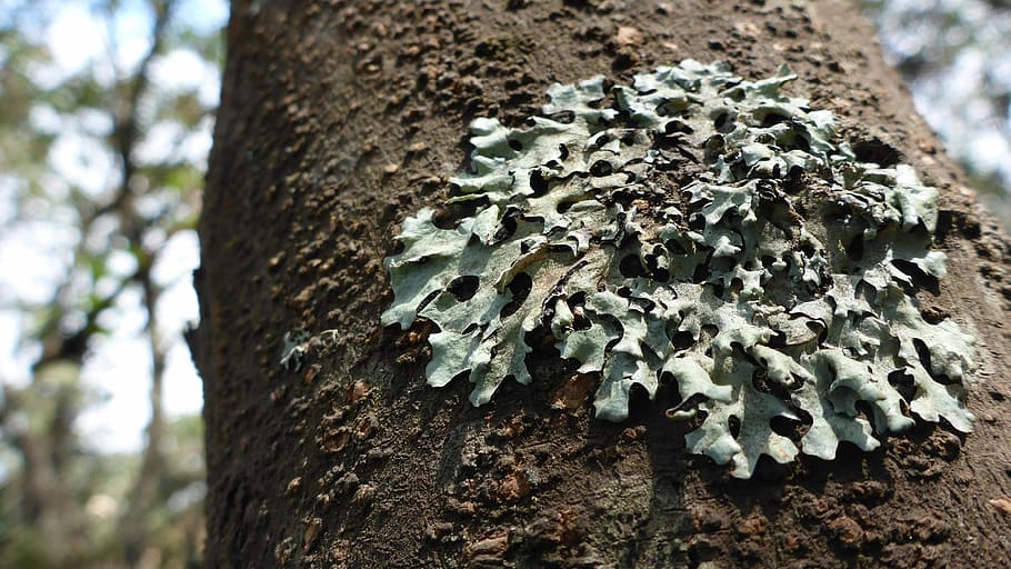 tree, lichene, nature, forest, plant, natural, green, environment HD wallpaper