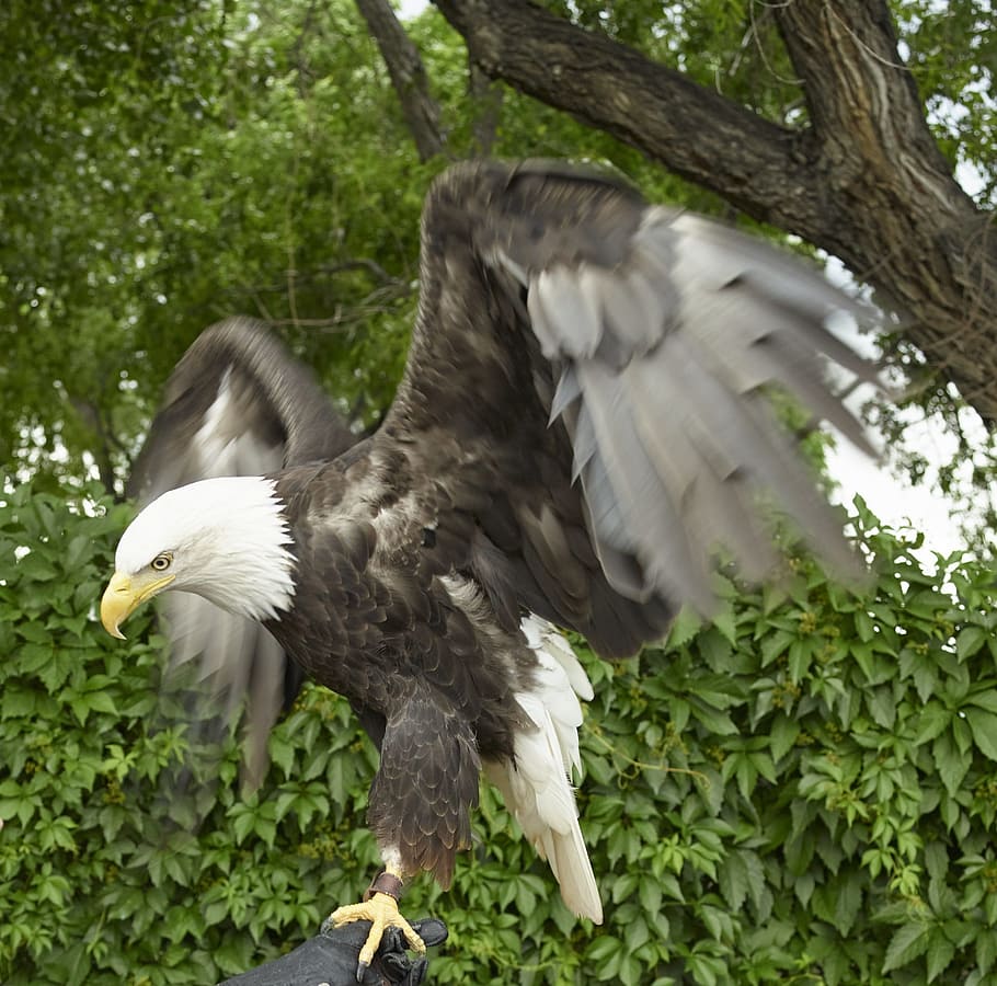 bald eagle perched on tree branch near tree, Raptor, Bird, nature HD wallpaper