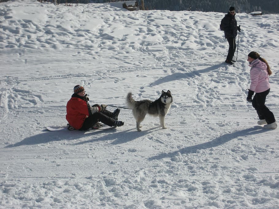 winter, snow, white, husky, sled dog, cold temperature, mammal HD wallpaper