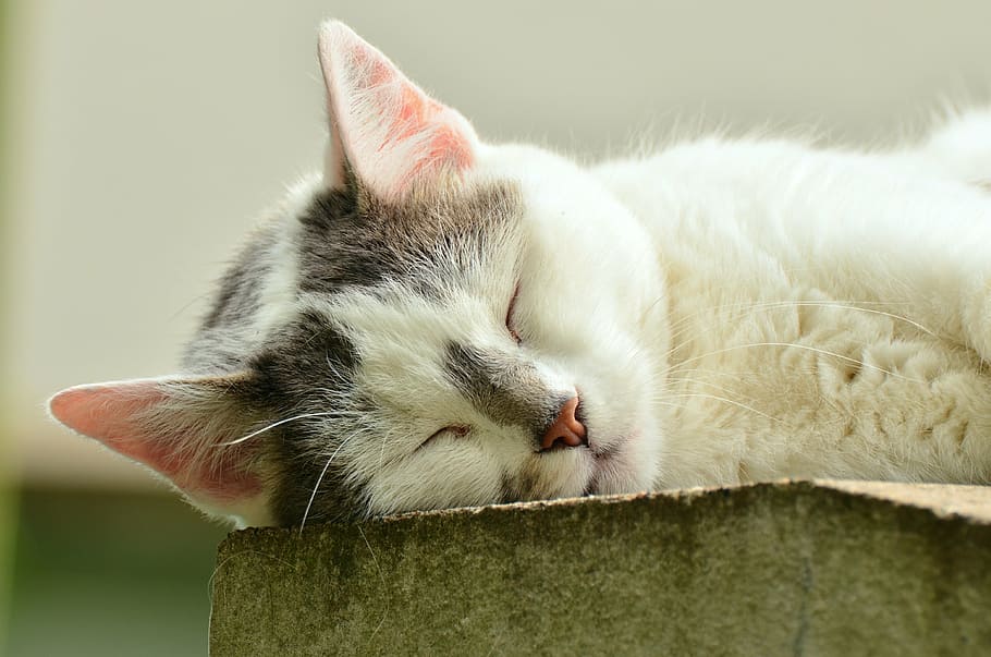white and black cat, cat face, sleep, exhausted, white cat HD wallpaper