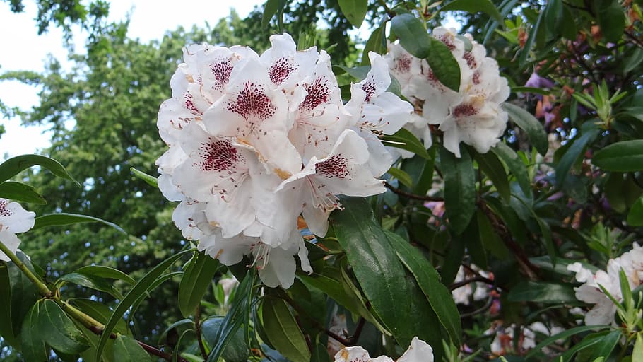 rhododendron, spring flower, flowering plant, fragility, freshness HD wallpaper