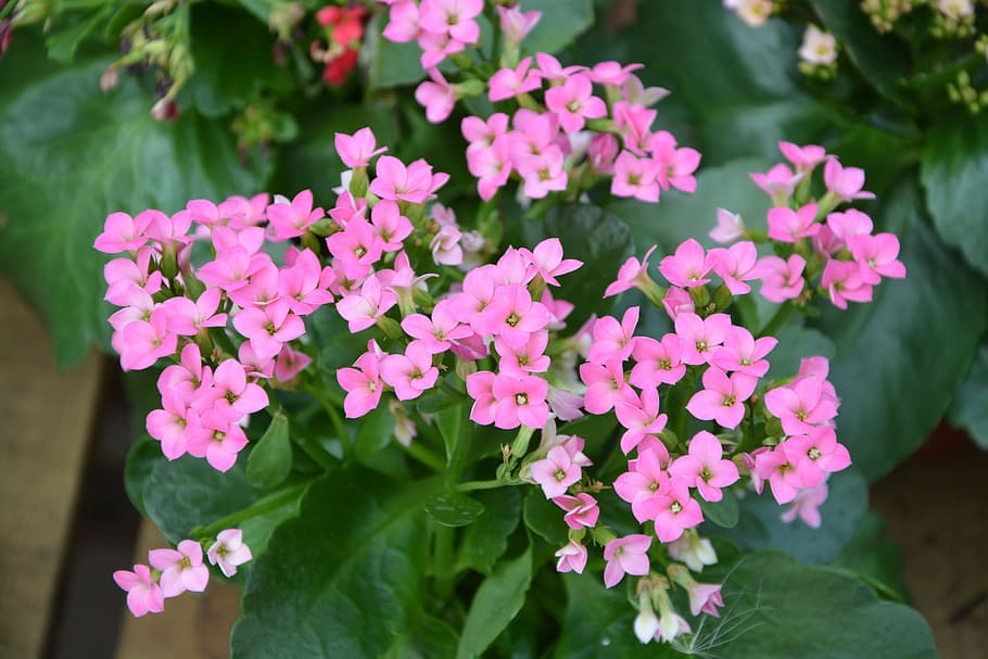 flowers pink kalanchoe, garden, massif, pretty, plant, nature garden, HD wallpaper