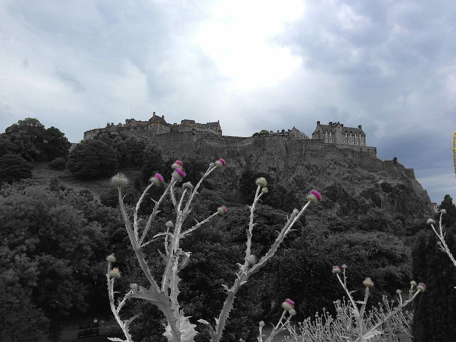 Edinburgh Castle, Thistle, no people, cloud - sky, plant, nature HD wallpaper
