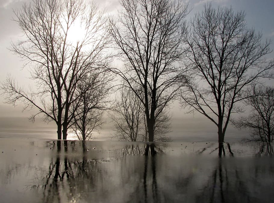 trees, winter, reflections, sunrise, landscape, morning, raining HD wallpaper