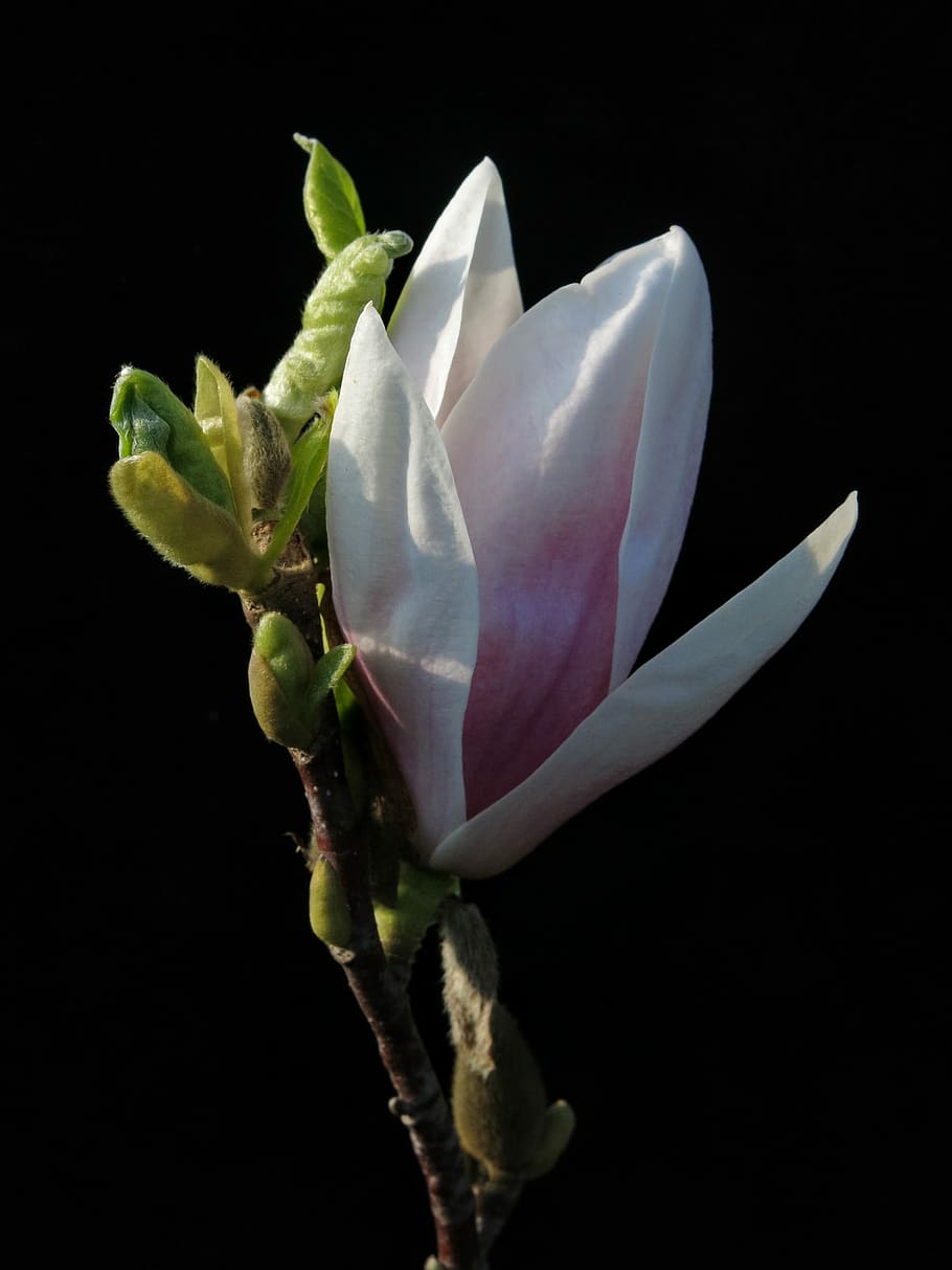 magnolia, xsoulangeana, flower, plant, nature, white blossom, HD wallpaper