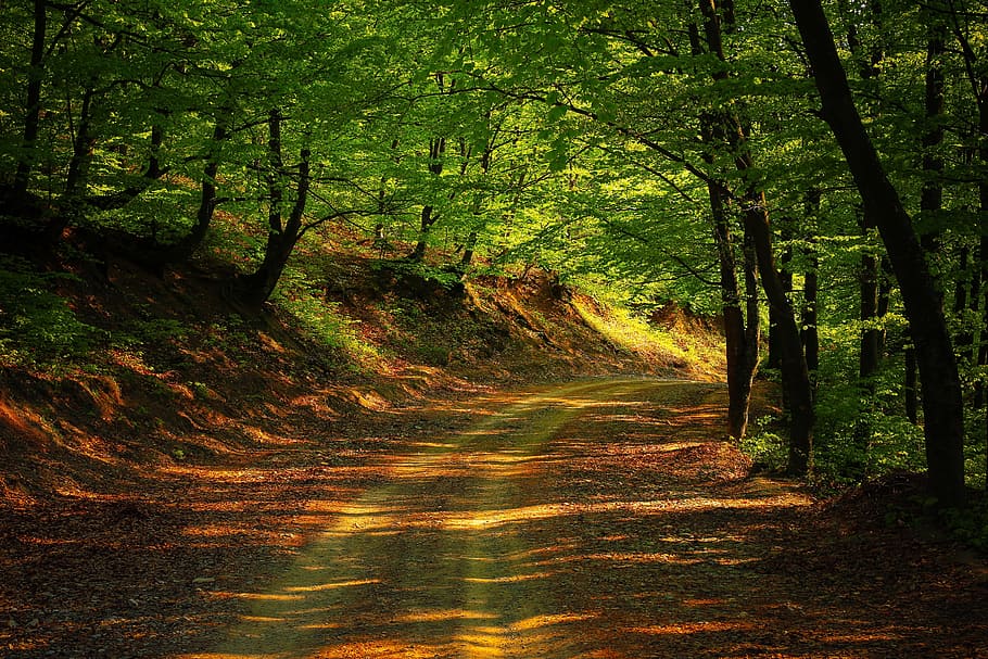 road surrounded by green and brown trees and plants during daytime, HD wallpaper