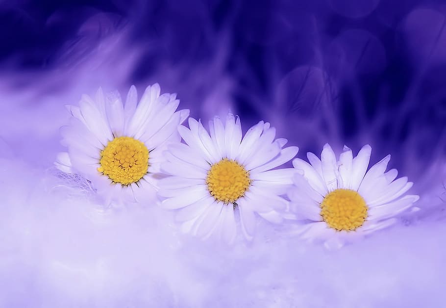 White Petaled Flower, bloom, blossom, daisies, flora, flowers HD wallpaper
