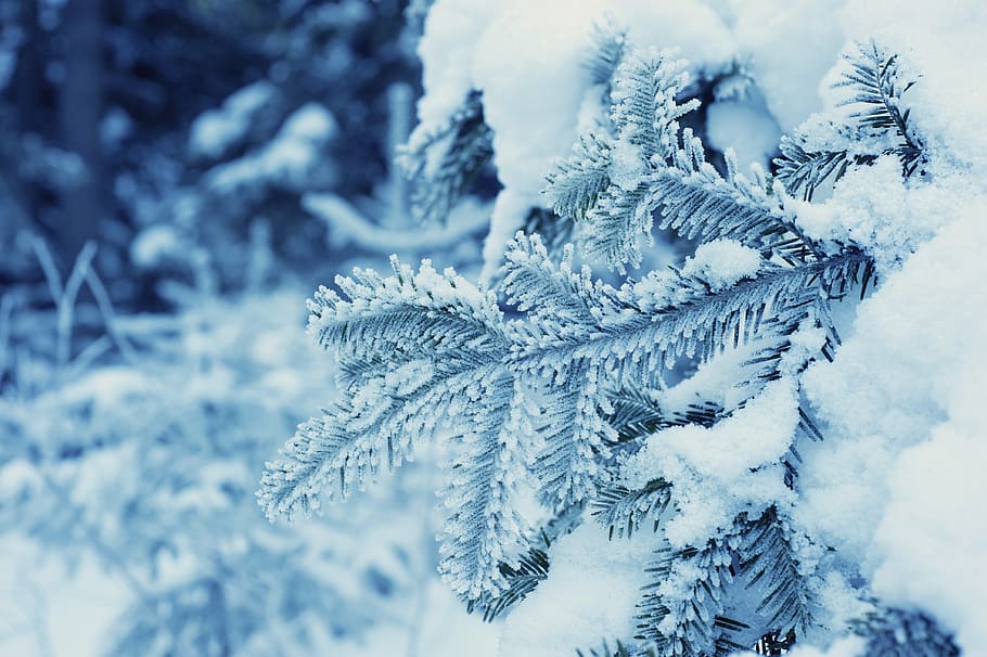 blur, branch, close-up, cold, focus, ze, zing, frozen, ice HD wallpaper