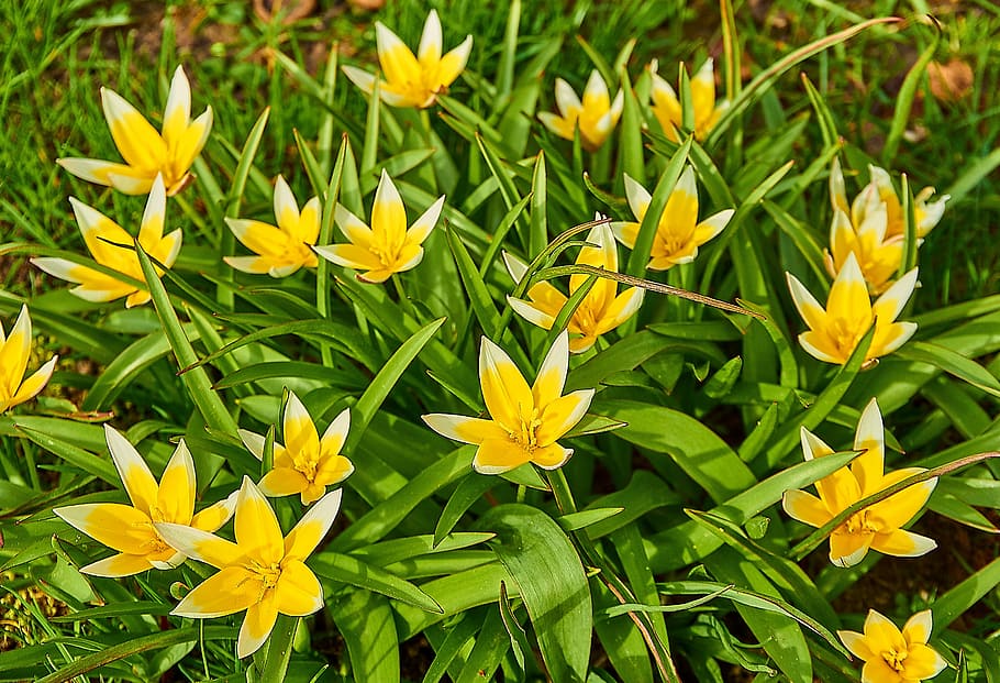 tarda tulip, tulipa tarda, star-tulip, lily family, liliaceae