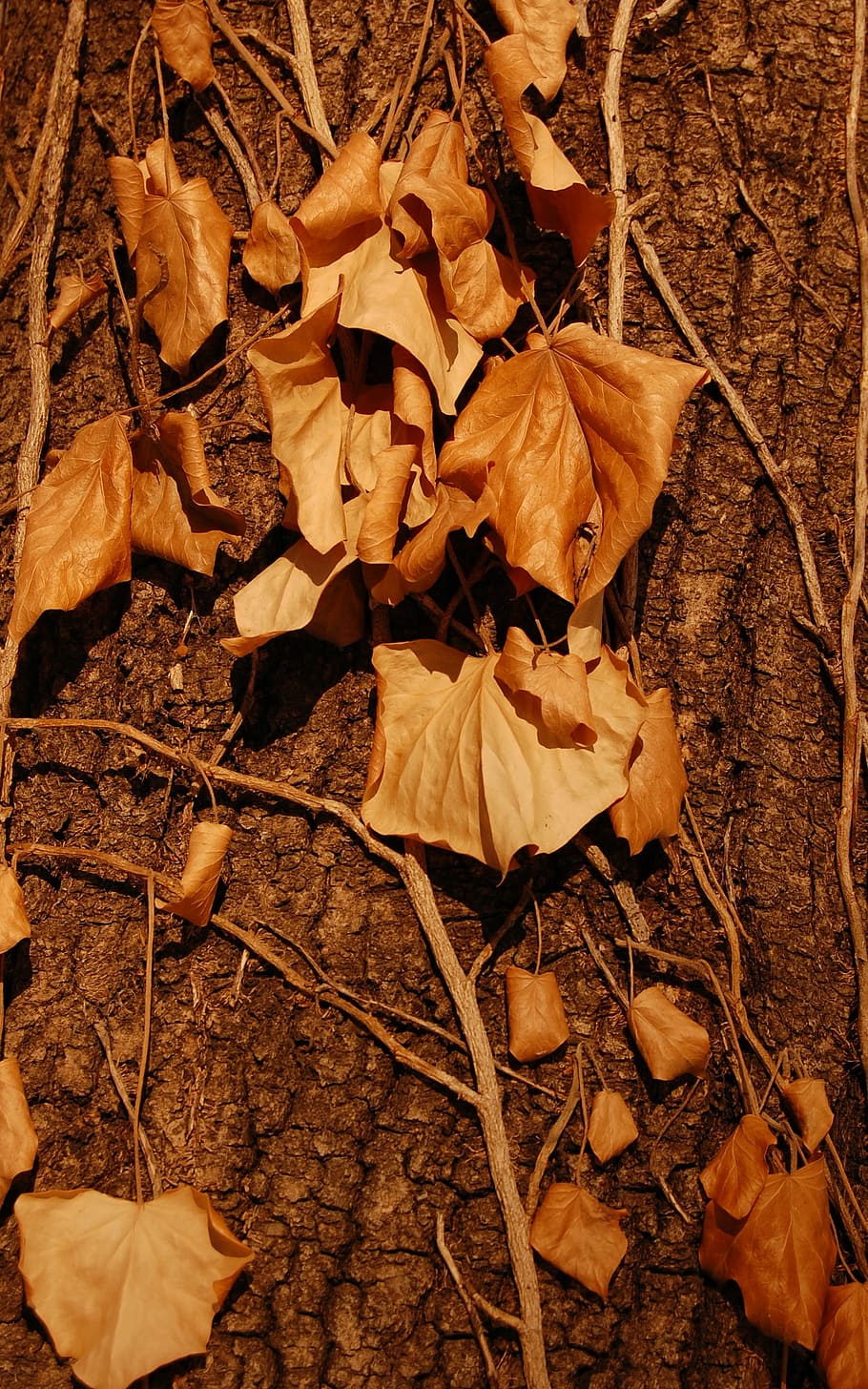 autumn, leaf, foliage, fall, fallen, dry, tree, people, leaves HD wallpaper