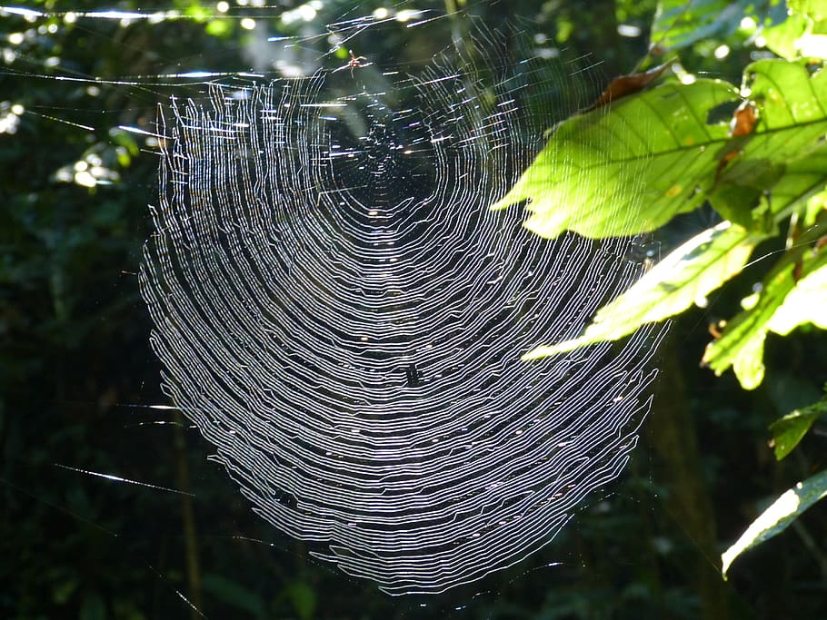 network, spider, nature, cobweb, insect, forest, jungle, rainforest HD wallpaper
