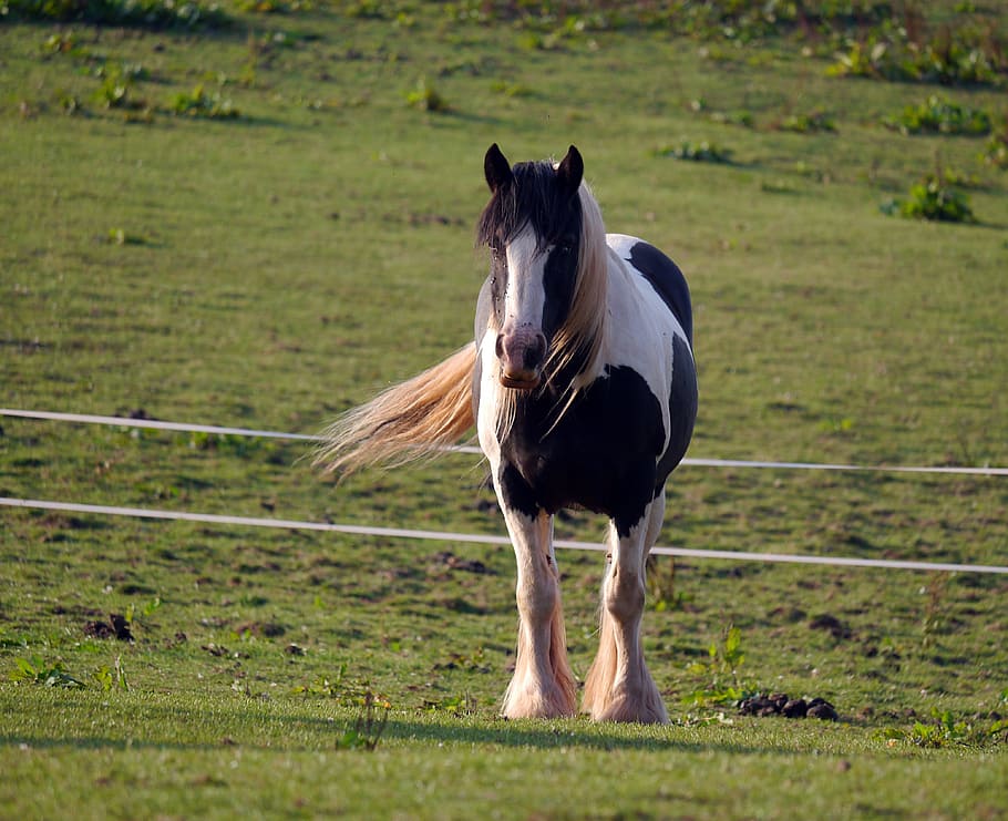black and white horse on grass field, windswept, farm, animal themes HD wallpaper