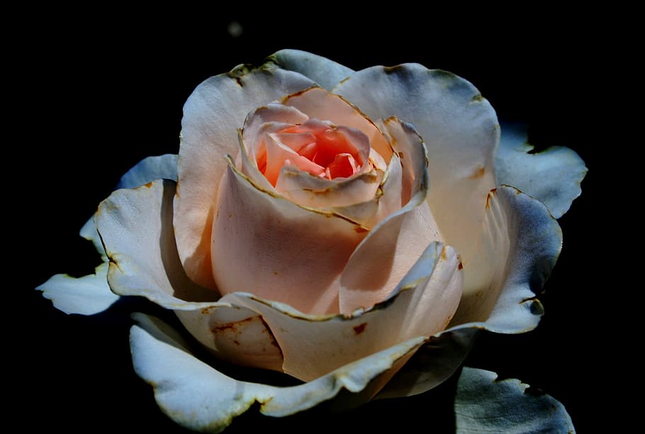 shallow focus of blue rose, bloom, bud, flower, white, deep pink tint HD wallpaper