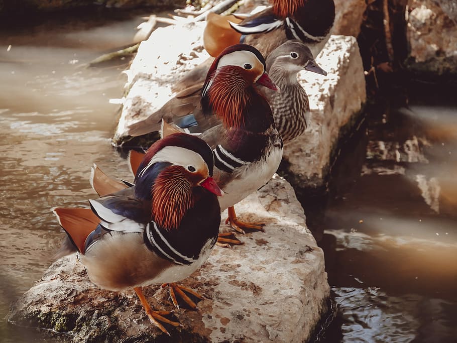 three brown birds on white stone, untitled, duck, line, nature HD wallpaper