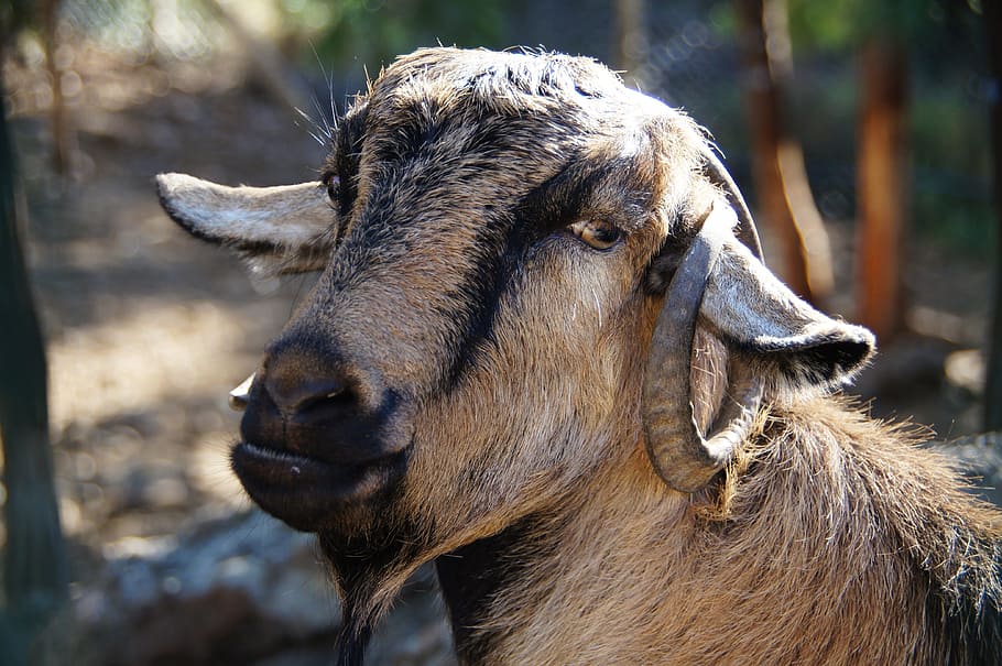 Goat, Horns, Head, one animal, animal themes, day, focus on foreground HD wallpaper