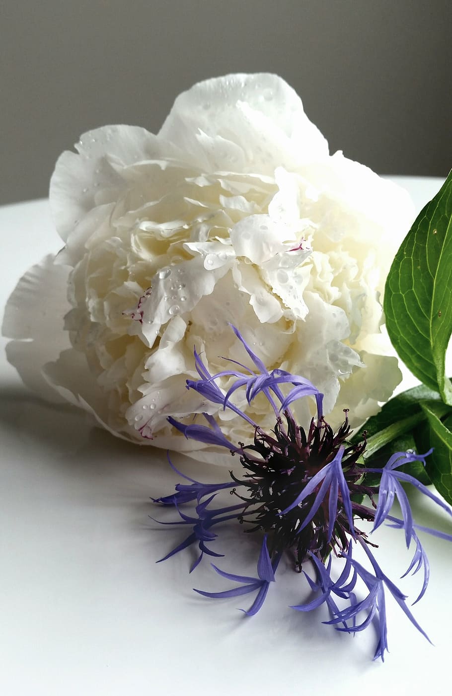 flowers, hydrangea, bloom, arrangement, nature, purple, white HD wallpaper