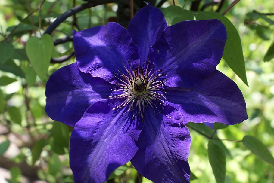 Clematis, Flower, Purple, nature, plant, close-up, summer, petal HD wallpaper
