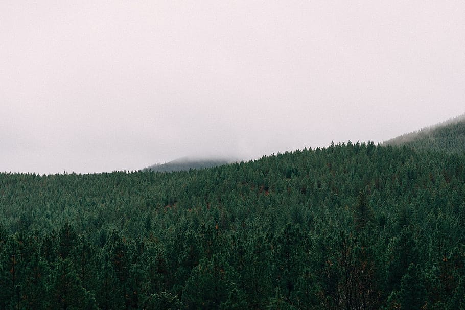 forest, trees, woods, landscape, nature, sky, grey, plant, environment HD wallpaper