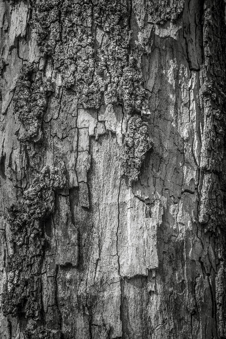 tree, trunk, wood, peel, textured, tree trunk, full frame, rough HD wallpaper