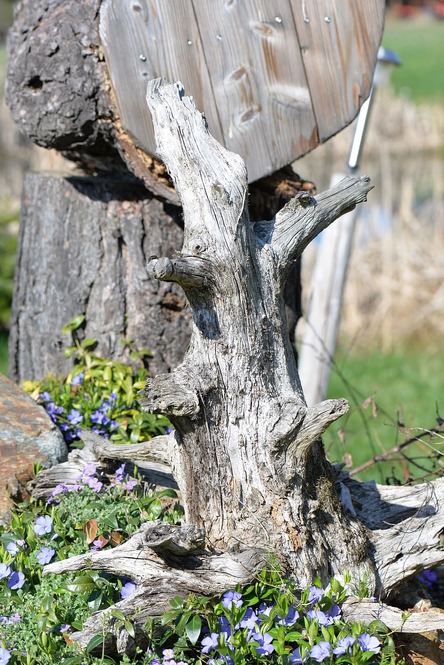 Root, Object, Nature, Wood, tree trunk, wood - material, tree stump HD wallpaper