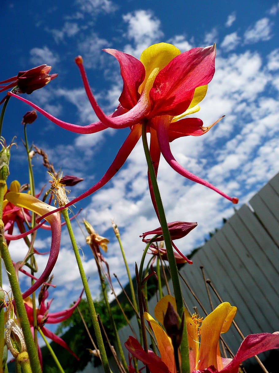 beautiful, flowers, blue sky, clouds, plant, nature, bloom HD wallpaper