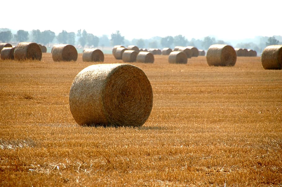 haystack, countryside, agriculture, crop, farm, day, farming HD wallpaper