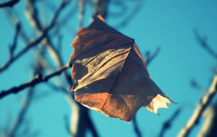 nature, leaf, autumn, one, at the court of, sprig, plant part HD wallpaper