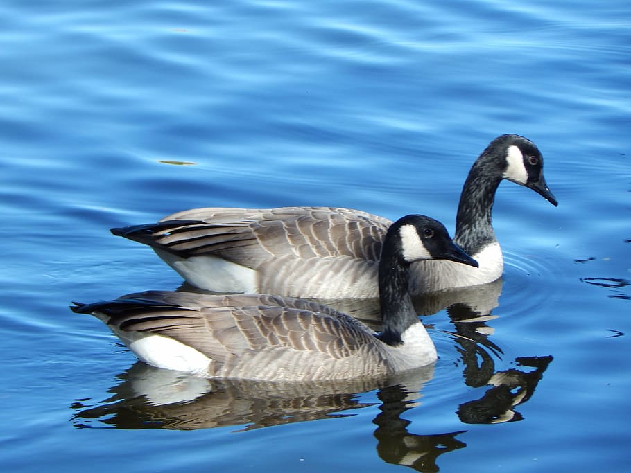 Canada goose web clearance yahoo