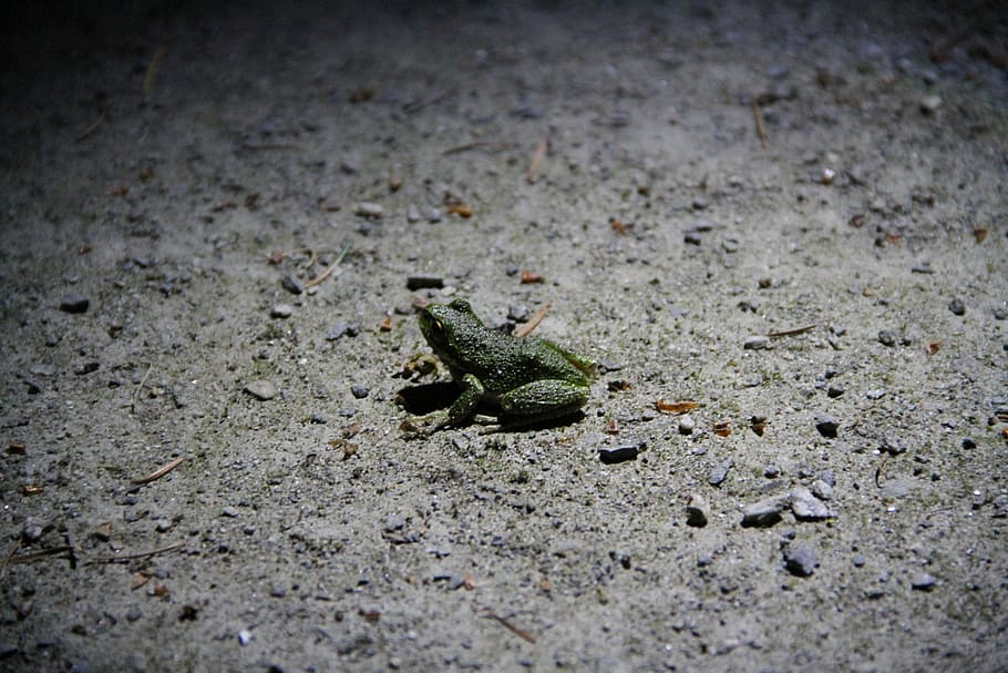 Frog, Nature, Light, Night, Cute, Animal, wildlife, tropical HD wallpaper