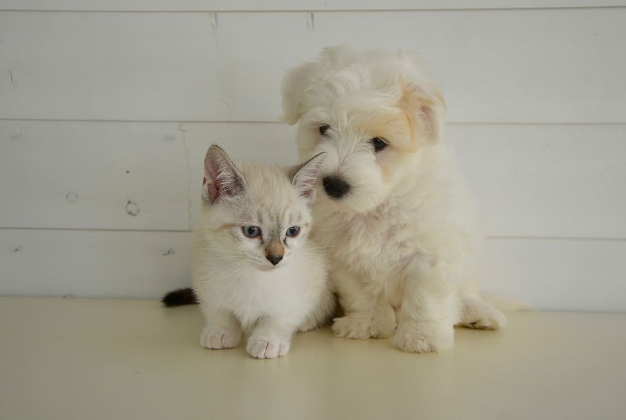 white kitten beside white puppy, Dog, Cat, Domestic Animal, dog cat, HD wallpaper