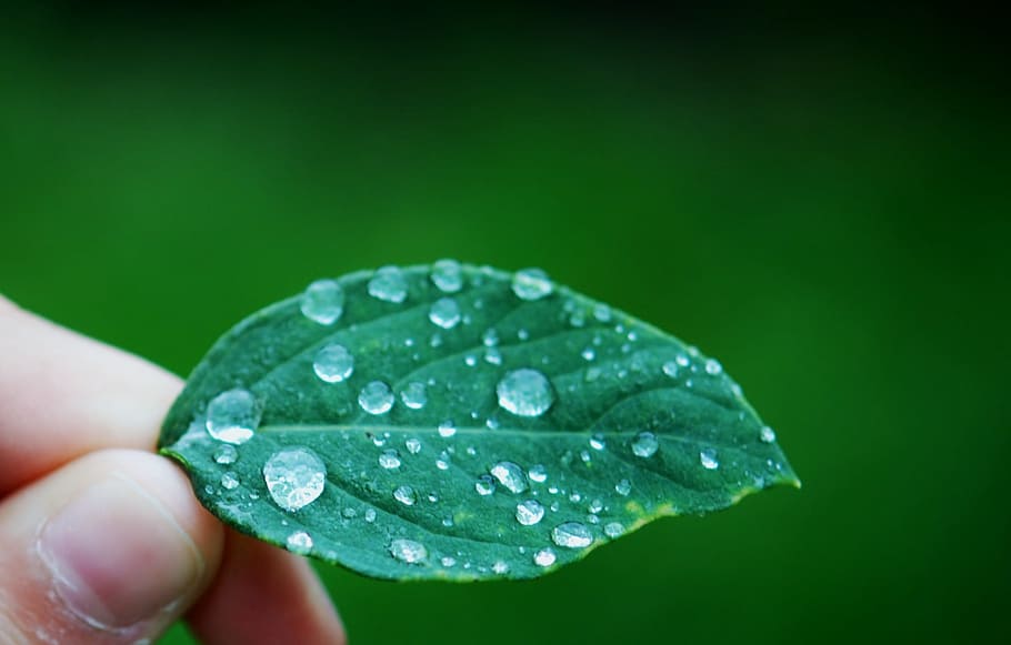 Leaf, Leaves, Drops, Nature, autumn, finger, fingers, green Color HD wallpaper