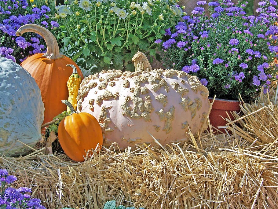 Pumpkins, Autumn, Fall, Flowers, halloween, still, life, hay HD wallpaper