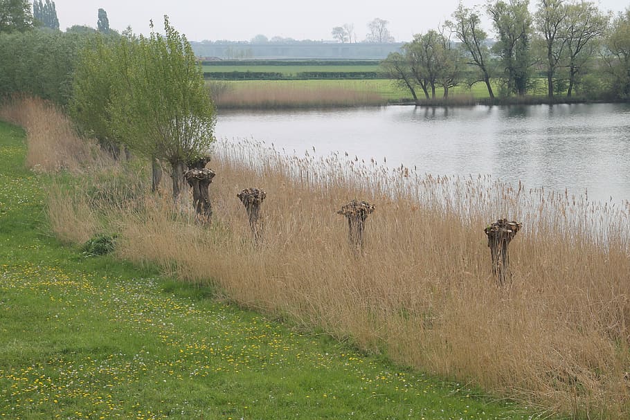 Landscape, River, Pollard, Willow, Reed, pollard willow, nature HD wallpaper