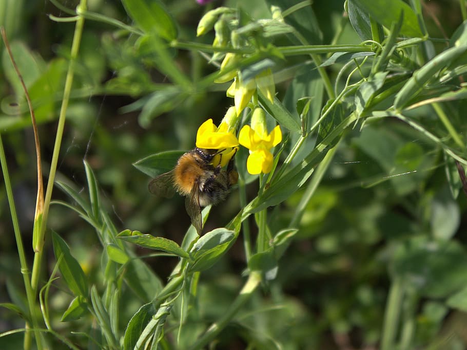 bee, flower, insect, honey, flowers, animals wildlife, animal themes HD wallpaper
