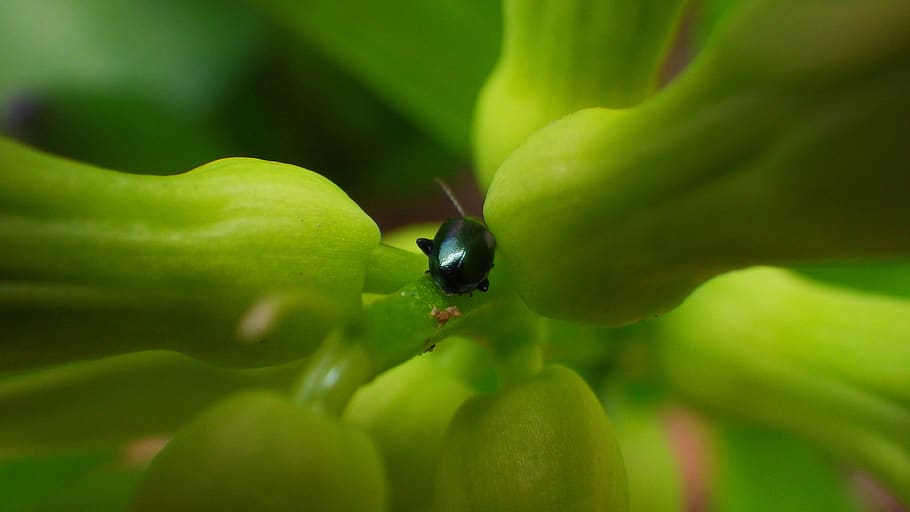 nature, leaf plants, outdoors, close-up, healthy eating, food HD wallpaper