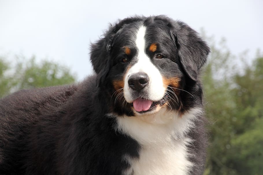 bernese mountain dog, one animal, pets, mammal, animal themes HD wallpaper