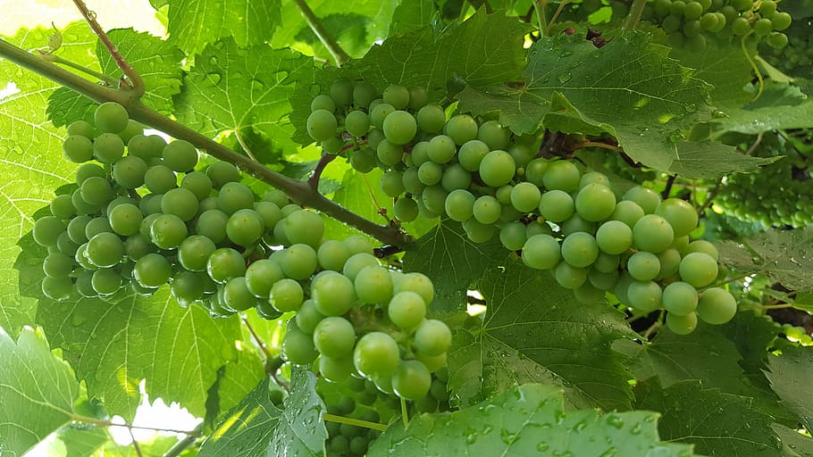 vine, grapes, nature, food and drink, healthy eating, fruit HD wallpaper